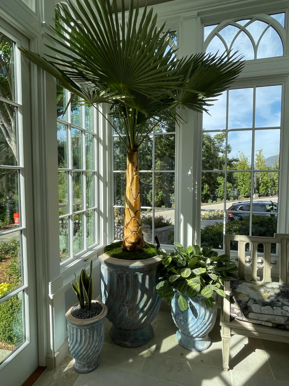 Turquoise glazed twisted-rib urns planted with a fan palm and foliage